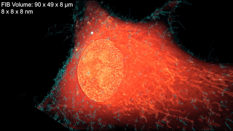 Correlative superresolution light microscopy and electron microscopy