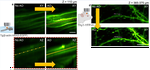 An adaptive optics module for deep tissue multiphoton imaging in vivo